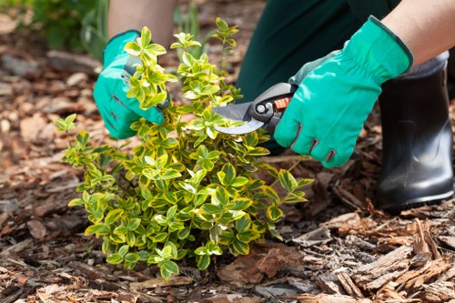 Gardener pruning shrubs in a Sidcup backyard