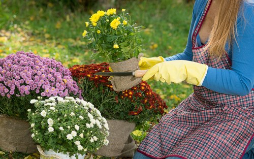 A gardener wearing a blue long-sleeved top, yellow gloves, and a red and blue checkered apron is trimming a lush green hedge in a well-maintained garden. In the foreground, there are vibrant flower pots filled with blooming chrysanthemums in shades of purple, white, and yellow, arranged on a paved patio area. Behind the gardener, the garden features a neatly mown lawn with a dense background of trees and foliage, suggesting a peaceful outdoor space in Sidcup. The scene is evenly lit, indicating a bright day with natural sunlight, highlighting the variety of plants and well-kept landscaping typical of local gardening services such as Hedge Trimming Sidcup.