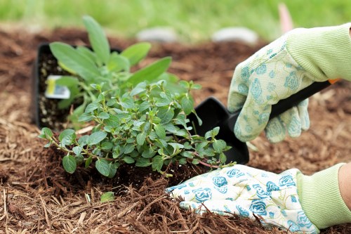 Comprehensive garden maintenance services