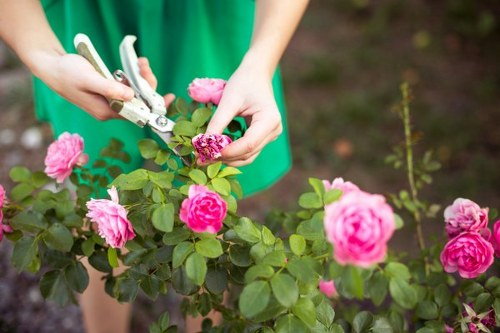 Eco-friendly hedge trimming practices
