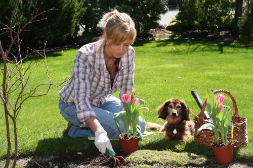 Professional lawn mowing services in Sidcup